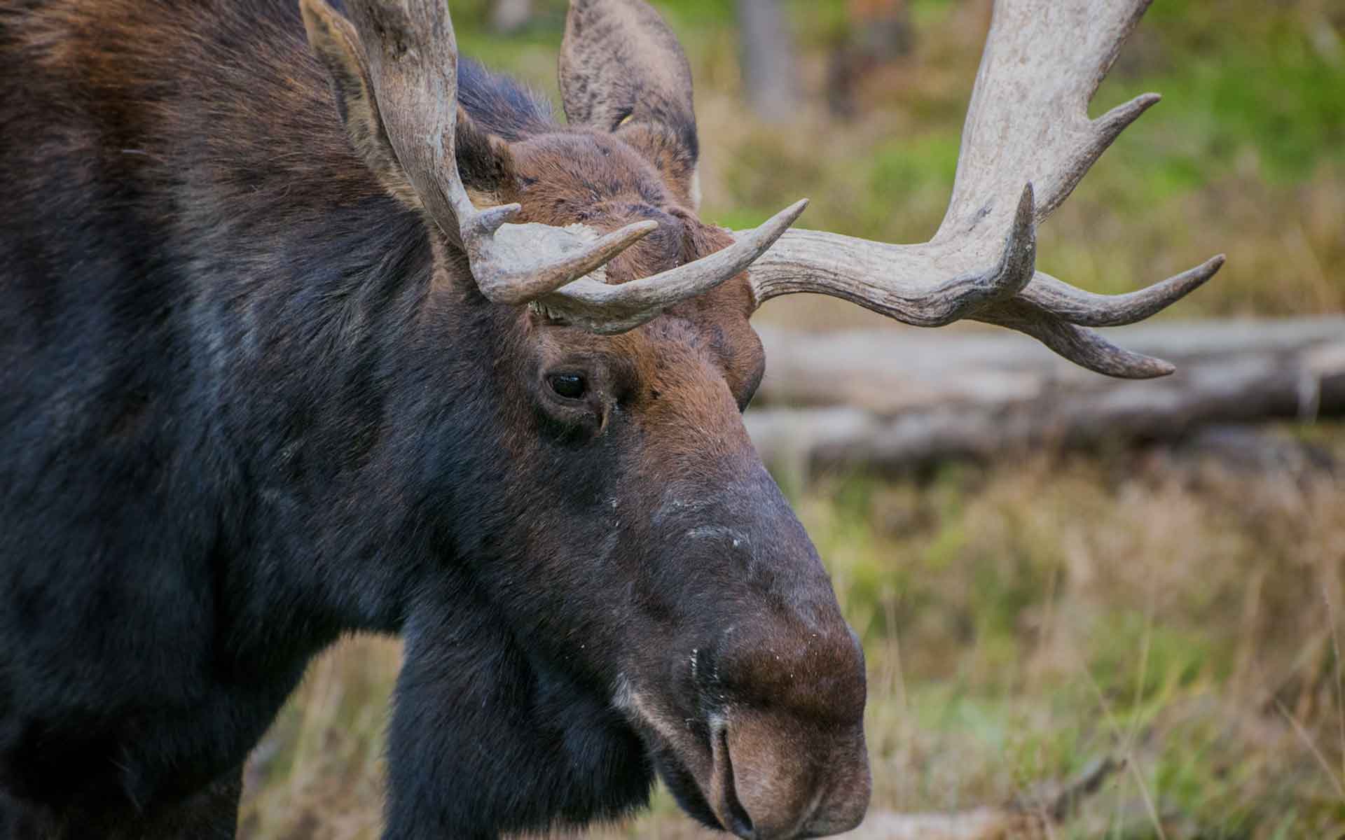 moose-2-WILDMARK—HUNTING-IN-FINLAND