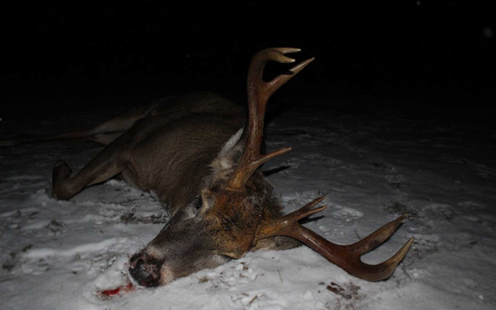 white-tail-deer