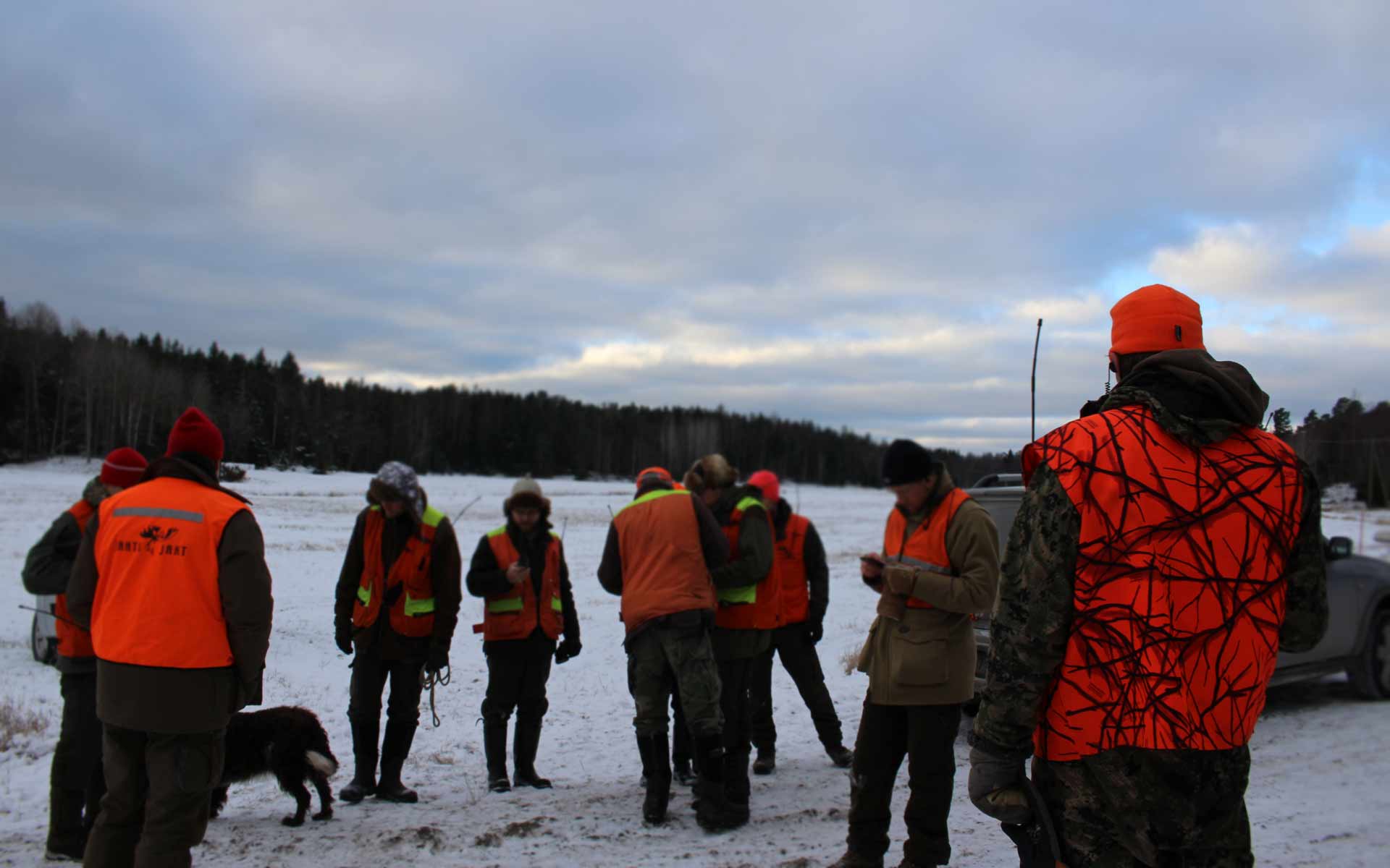 Driven-hunt-WILDMARK-HUNTING-IN-FINLAND