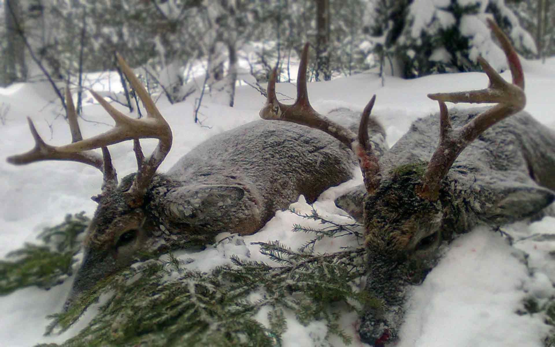 white-tailed-deer-hunting-WILDMARK—HUNTING-IN-FINLAND