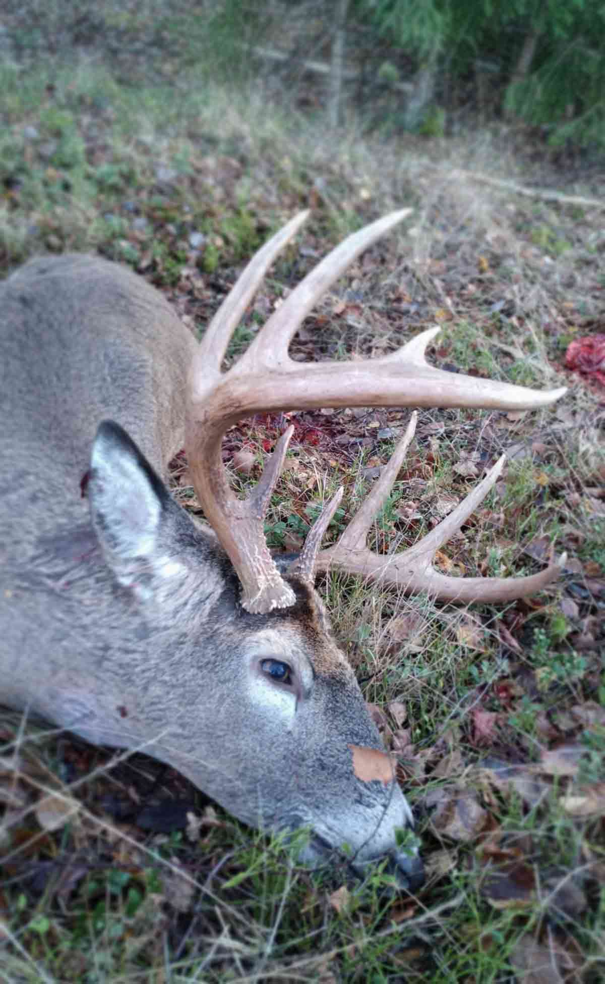 White Tailed Deer– Finland, The Only European Country Where White Tail 